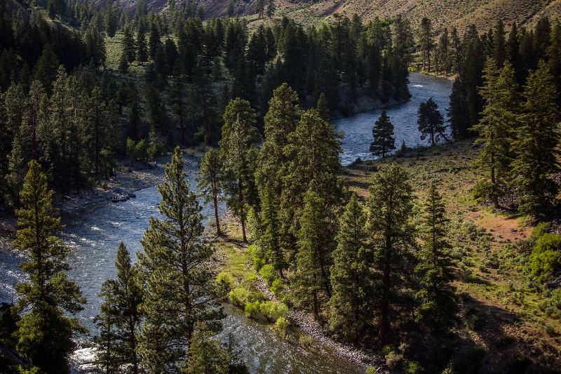 Trees on the Middle Fork of the Salmon